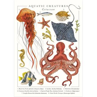 ブランクカード　ＮＰ０９Ａ　図鑑（海洋生物）